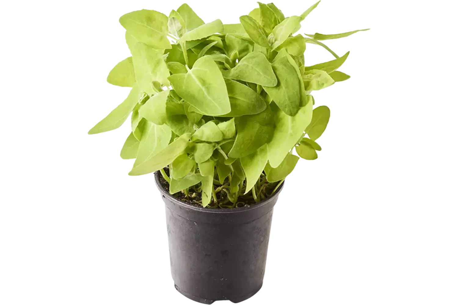 BIO Melde groen in pot doos 2st stuk 1
